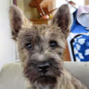 Meet your Posher, Anne